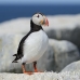 puffin_atlantic_msi_h_0800_can1829.jpg